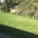 deer and home in spring 016