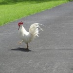 Chicken crossing road