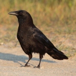 Crow